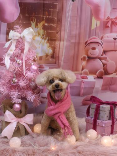 20241227クッキーくん